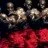 Floyd Mayweather Jr
